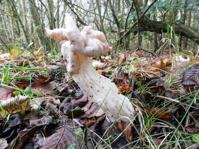 White saddle fungus, Capstone Country Park, Gillingham