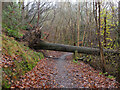 Tree across the path, Ladhope Glen