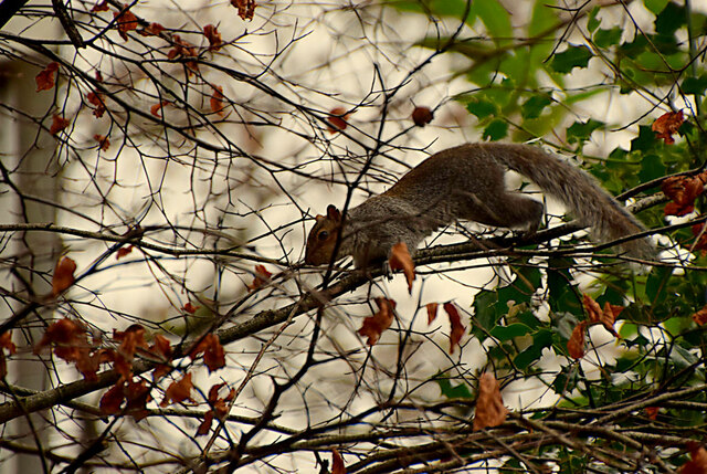 Grey squirrel, Mullaghmore