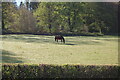 Horse grazing near Sarn-y-Mynach