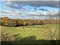 SJ7751 : Cattle in field near M6 by Jonathan Hutchins