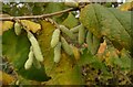 Hazel catkins