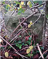 Old Milestone, Cirencester