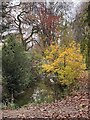 Bridge over Roath Brook in autumn