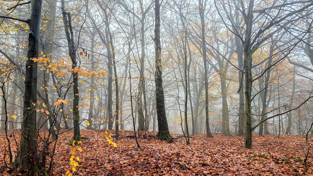 Forest of Dean, early winter, 2