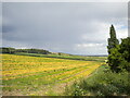 Field north of Church Warsop