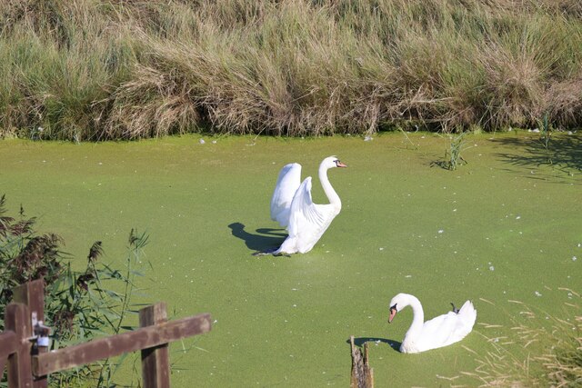 Pair of Swans near Blakeney, Norfolk