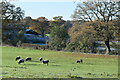 SU3117 : Sheep at Shelley Oaks Farm by David Martin