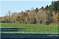 View across field to the edge of Pearce