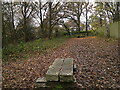 Leaves in Brickfields Park