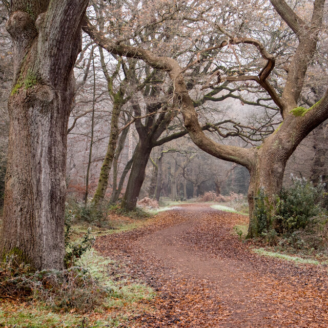 Winter Walk in Epping Forest