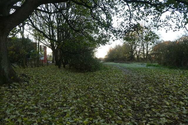 Fallen Leaves On Walmgate Stray © Ds Pugh Cc By Sa20 Geograph Britain And Ireland 8585