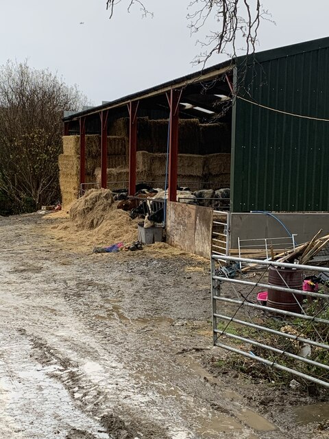 Lunchtime for the cows in the barn