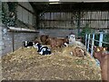 Calves sheltering from the cold, wet and snowy environment