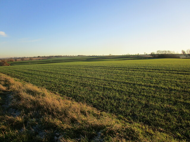 Autumn sown crop near Barsby © Jonathan Thacker cc-by-sa/2.0 ...