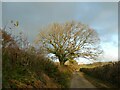 SX4577 : Tree on the road to Chaddlehanger by David Smith