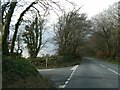 SX4678 : Trees on the road to Chillaton by David Smith