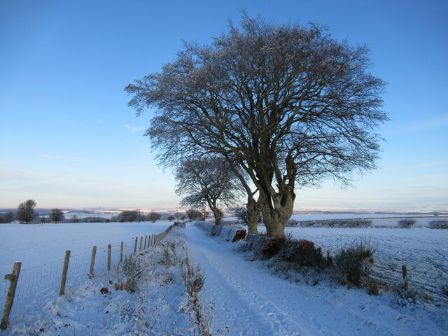 Winter trees by The Diffrick