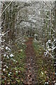 Footpath overhung by snowy branches