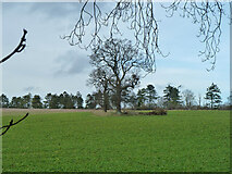 SU7486 : Trees in field, Fawley Bottom by Robin Webster