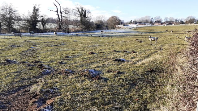 Sheep in frosty field SE of Corby Hill