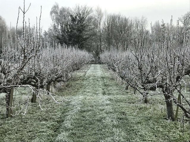Frozen orchard in Wisbech St Mary