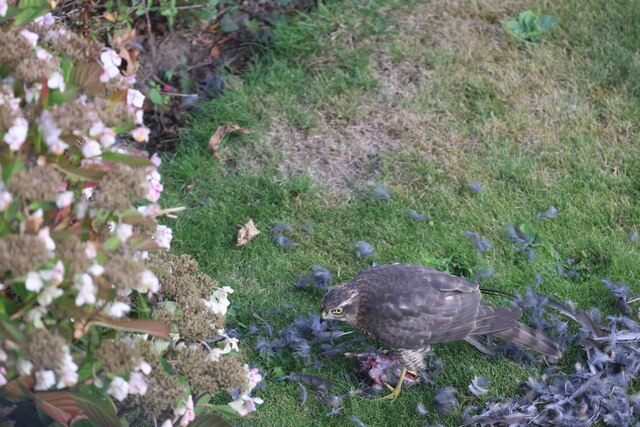Sparrowhawk with Prey, Mundesley, Norfolk