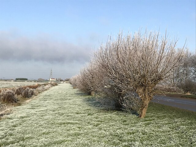 Frosty willows on Whittlesey Wash - The Nene Washes