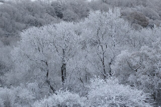 Hoar Frost On Trees Philip Halling Geograph Britain And Ireland   7362953 E47c5dfb 