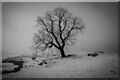 Winter A53 Tree, Roaches