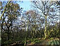 Autumn trees in Greencroft Wood