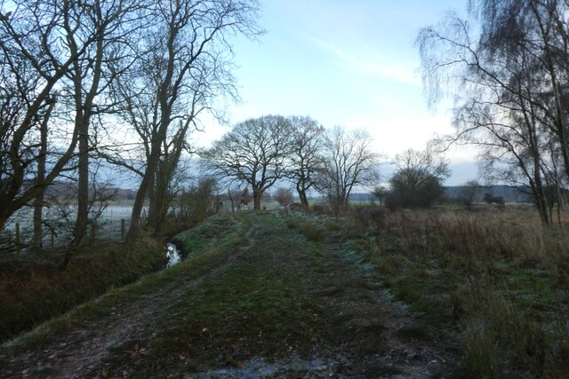 Edge of Strensall Common © DS Pugh :: Geograph Britain and Ireland