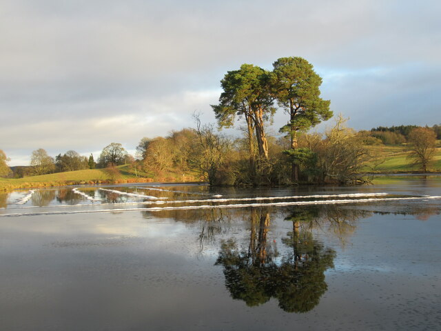 Scots pines reflected in loch, Douglas Estate