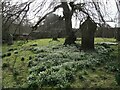 Snowdrops in St Peter