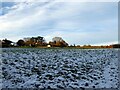 Barn Meadow