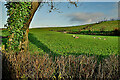 Bare hedge along Beagh Road