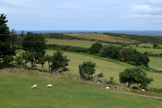 Sheep in a field...