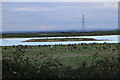 Snow goose in amongst Greylag geese, near Camber Sands, Kent