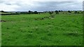 Meadow near Crossnapend