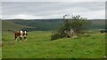 Calves and Trig Point