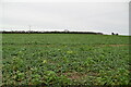 Crops near Stockbury