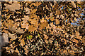 SK9438 : Quercus robur- autum foliage by Bob Harvey