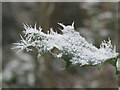 TQ0251 : Merrow Common - Ice Needles by Colin Smith