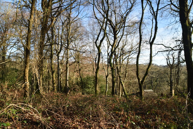 Open woodland © N Chadwick cc-by-sa/2.0 :: Geograph Britain and Ireland