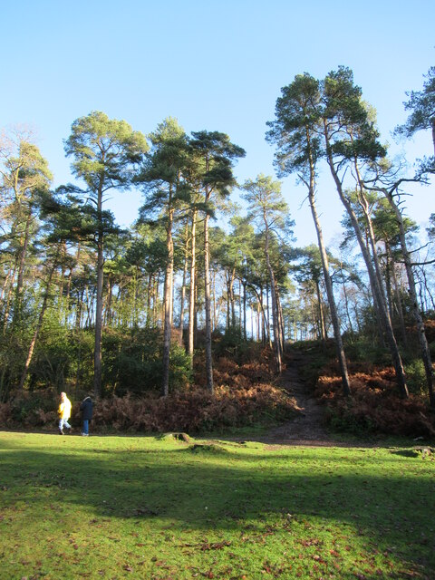 Boxing Day walk in  the Lickey Hills 2022 (3)
