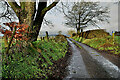 Trees along Roeglen Road