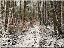 NH6455 : Path in Bellton Wood after snow by Julian Paren
