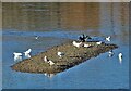 Low tide islet in The Thames at Fulham