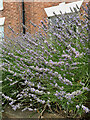 Bees on lavender, Broad Street, Warwick