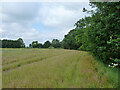 Field edge west of Harlow Road